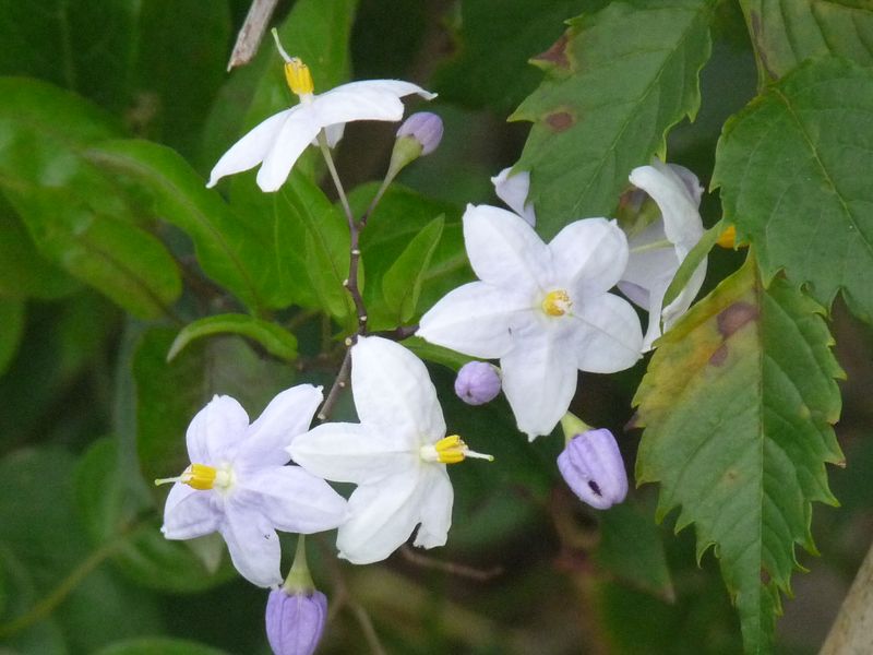 P1100204