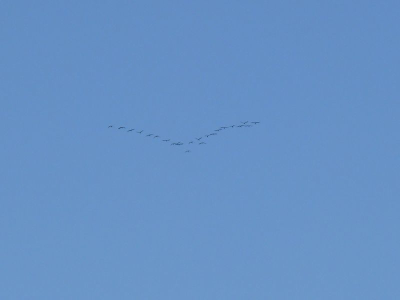 P1130161