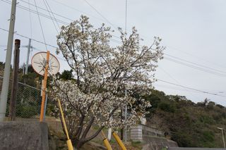 DSC08431
