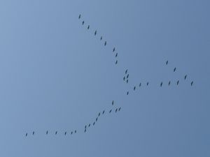 P1130152