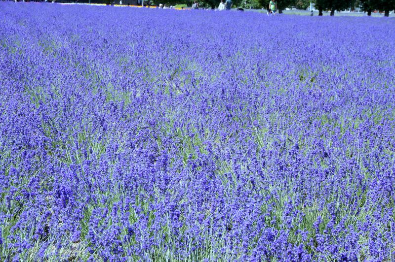 DSC05740 DSC05740