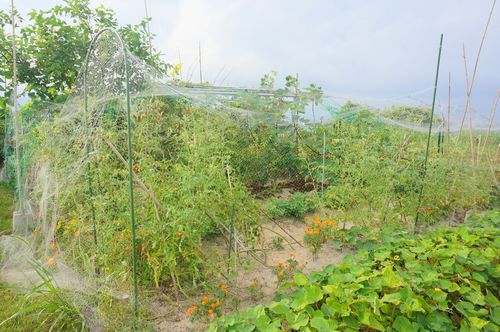 DSC05453