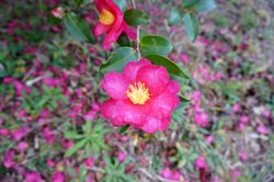 DSC07002