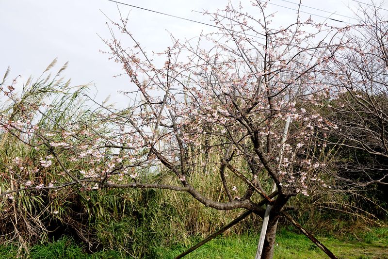 DSC00714