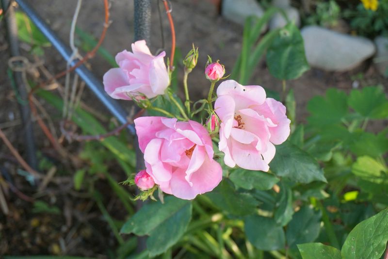 DSC01256
