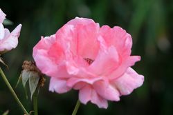 DSC04960