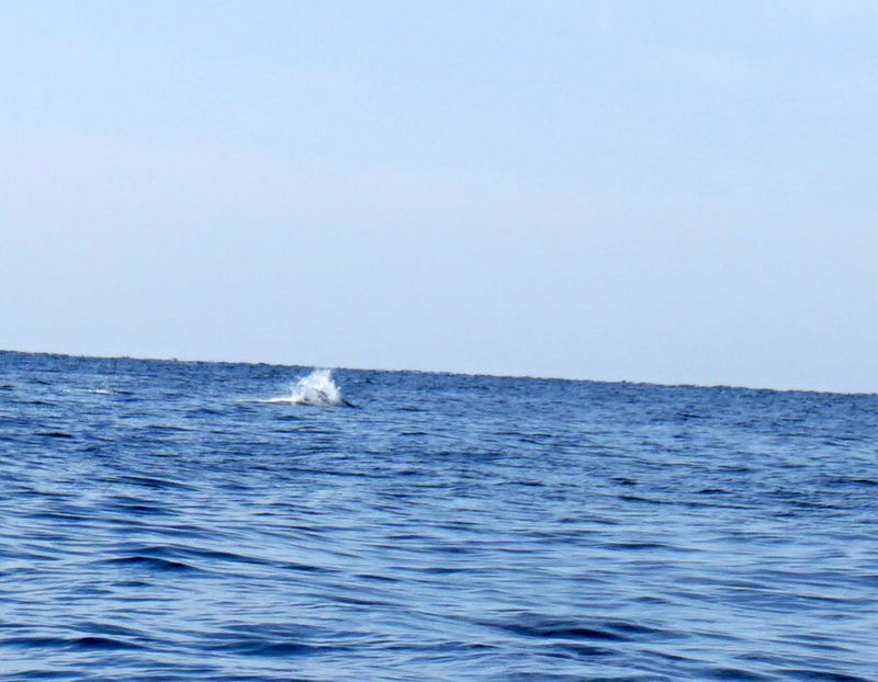 DSC00654