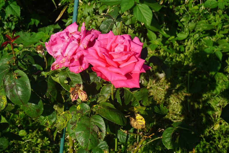 DSC01361