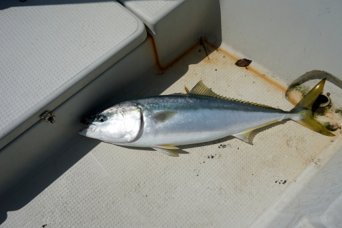 伊王島に暮らす 25 85cmのブリが釣れました