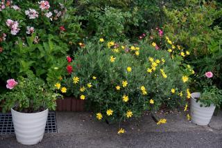 DSC03457