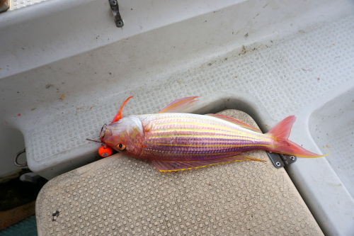 伊王島に暮らす 2319 とても潮が速くて釣りづらい日でした 今日の釣果 イトヨリ 鯛 各１匹