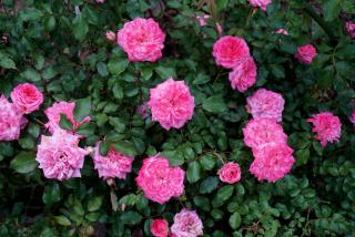 DSC09474