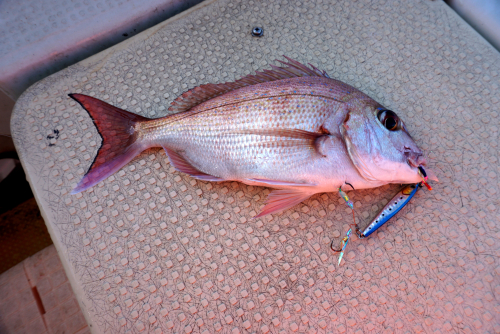 伊王島に暮らす 34 40分間で 5種類の魚が釣れました 鯛 カサゴ ヤズ イトヨリ スマガツオ