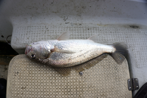伊王島に暮らす 2381六 本日の釣果 40cmのグチ 他 とても寒くて釣りに成りませんでした