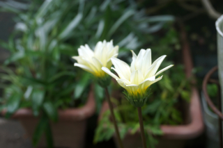 DSC07094