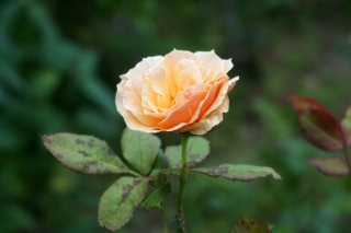 DSC07121