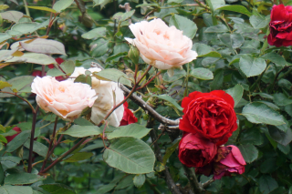 DSC07110