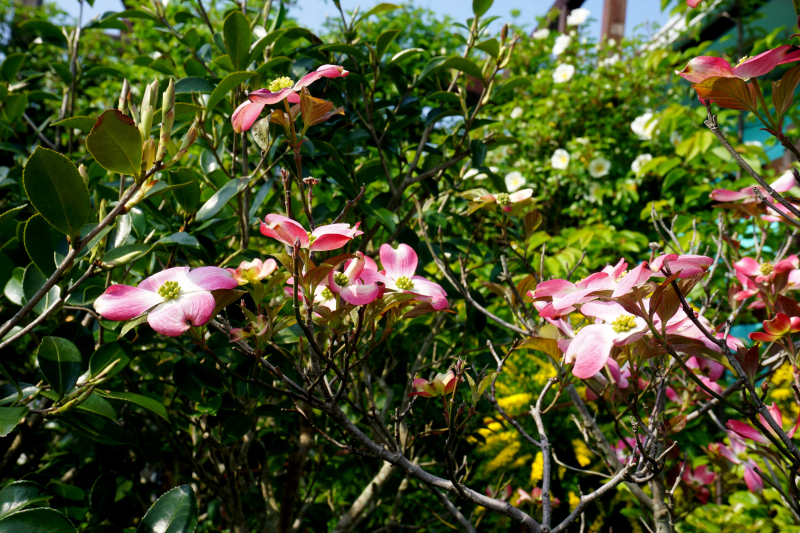 DSC06684