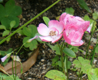 DSC07106